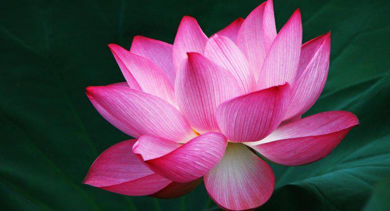 Lotus Çiçeği Neyi Simgeliyor?