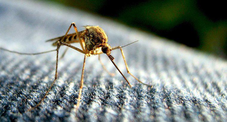 Bir Sivrisinek Ömrü Nedir?
