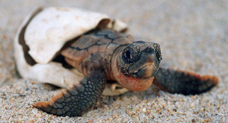 Kaplumbağalar Ne Kadar Hamile Kalır?