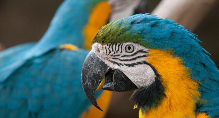 Macaws'ı evcil hayvan olarak tutabilir misin?