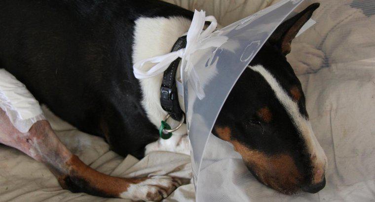 Lüks Patella Cerrahisi Sonrası Köpeğimin Islah Edilmesine Nasıl Yardımcı Olabilirim?