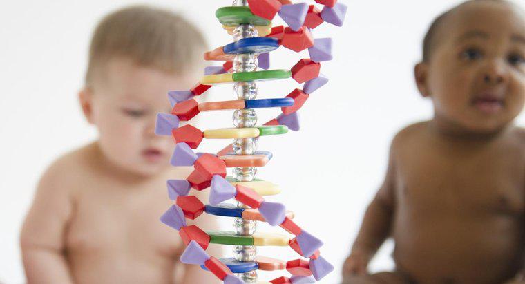 Genetik Malzeme Nedir?