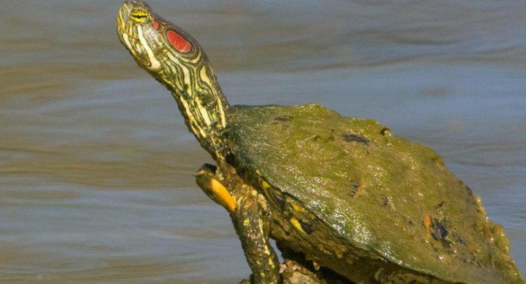Güney Boyalı Kaplumbağaya Nasıl Bakarsınız?