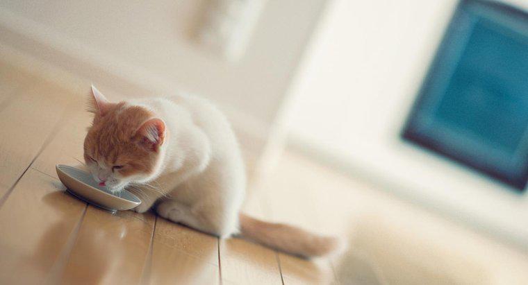 Yavru Kediler Sert Besin Yapmadan Önce Kaç Yaşında Olmalı