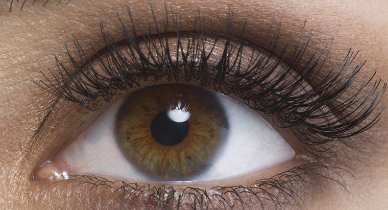 Nüfusun yüzde kaçı kahverengi gözlere sahip?