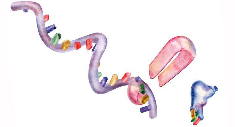 Protein Sentezine Katılan Üç Organel Nedir?