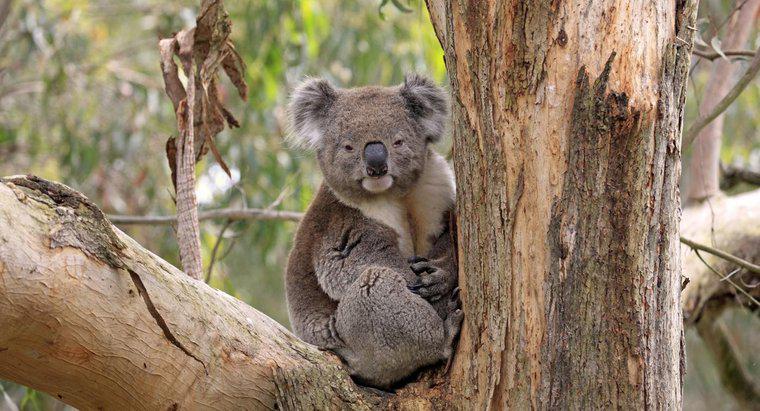 Koalas nerede yaşıyor?