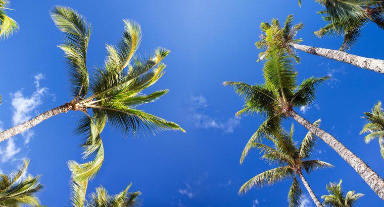 Palmiye Ağaçları Hakkında Bazı İlginç Gerçekler Nelerdir?