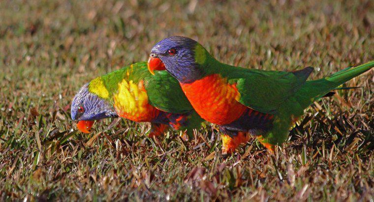 Kuşlar Parlak Renklere Çekiliyor mu?