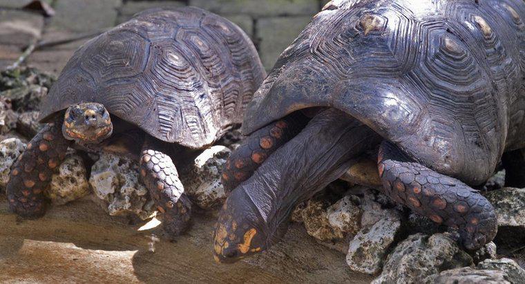 Bir grup kaplumbağa ne denir?