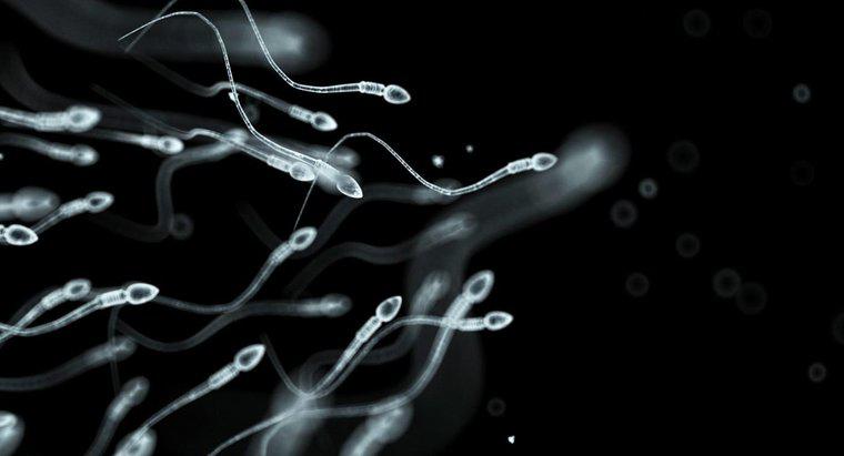 Spermatozoa Nedir?