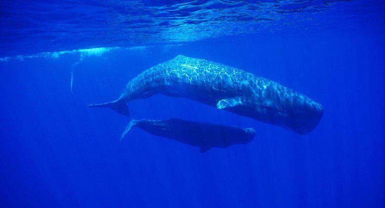 Bir dişi balinanın adı nedir?