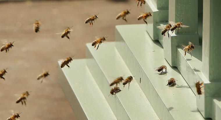 Bombus arılarını nasıl öldürürsün?