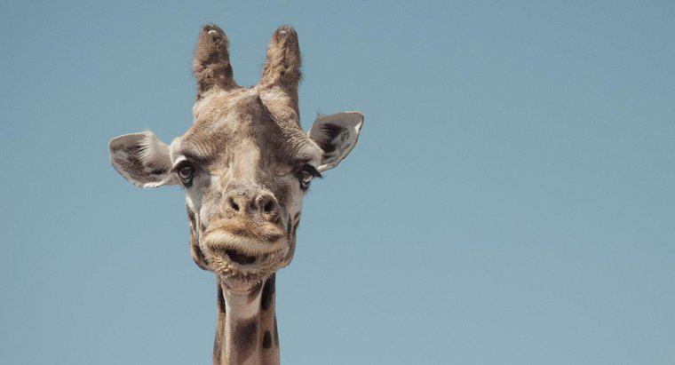 Pigme Zürafa Nedir?