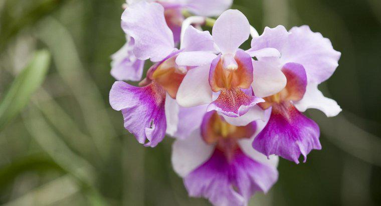 Bir Orkide'nin Önemi Nedir?