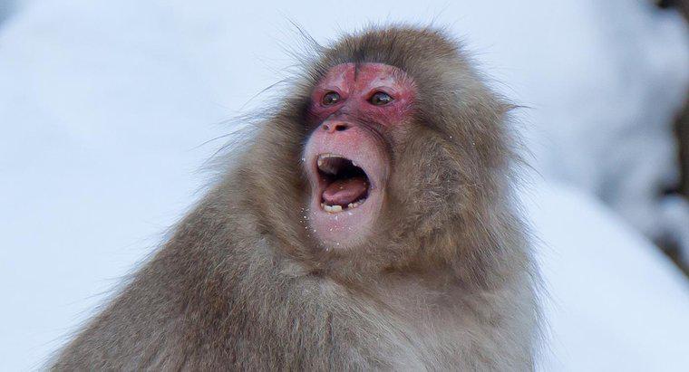 Bir maymun hangi sesi çıkarır?