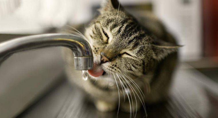 Bir kedi idrar yapmadan ne kadar sürebilir?