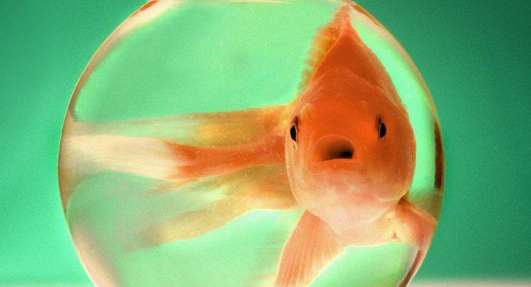 Goldfish Ne Kadar Büyür?