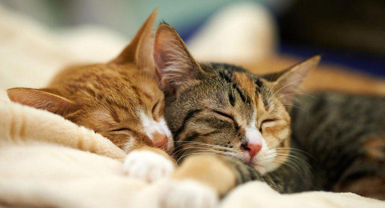 Kedilerin Günlerinin Yüzdesi Ne Uyuyor?