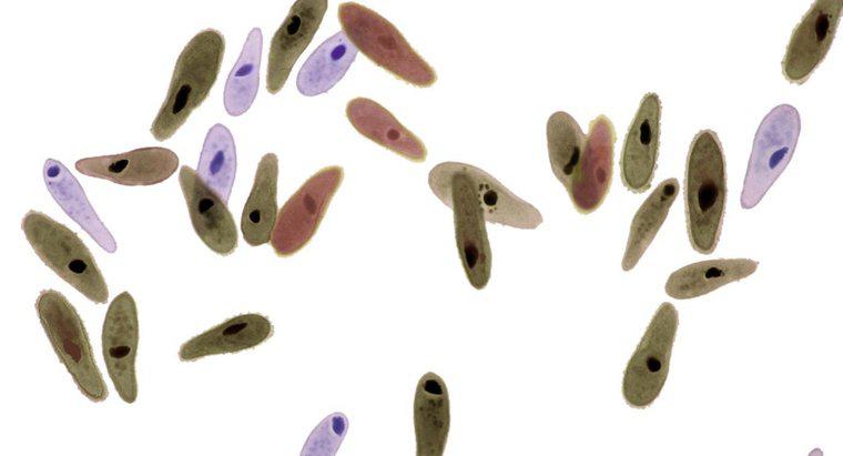 Paramecium'un Neden Olduğu Hastalıklar?