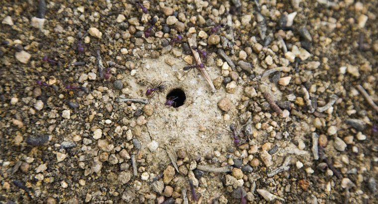 Karıncalar nerede yaşıyor?