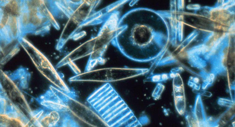 Diatomlar ve Dinoflagellatlar Nasıl Karşılaştırılır?