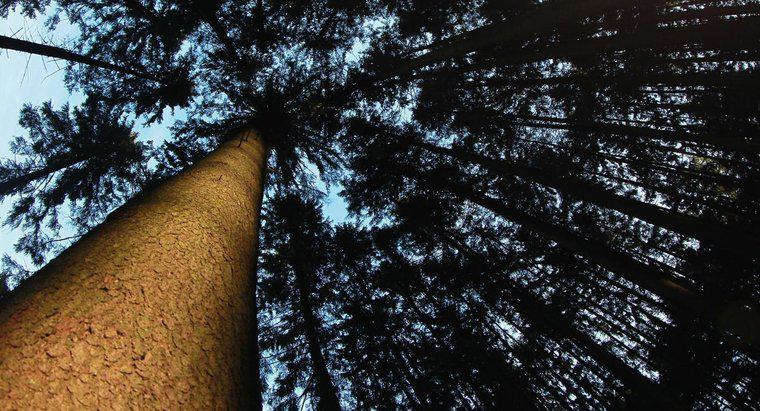 Ölmek üzere olan Ladin Ağacını Nasıl Koruyabilirsiniz