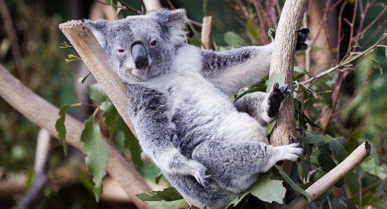 Koala ayıları nerede yaşıyor?