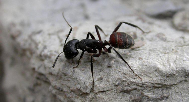 Karıncalar kaç bacak var?