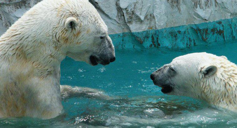 Kutup Ayıları Kuzey Kutbu'nda mı yaşıyor?