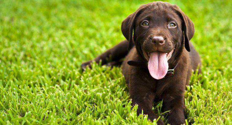 Küçük bir Labrador Retriever'ın Özellikleri Nelerdir?