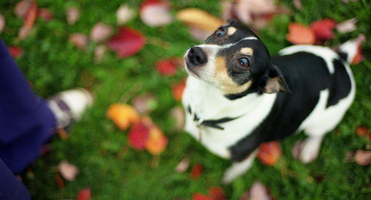 Oyuncak Sıçan Terrier ve bir Chihuahua Arasındaki Farkı Nasıl Anladınız?