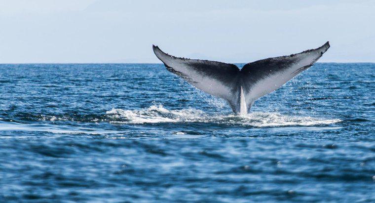 Balinalar ne kadar zamandır dünyada?