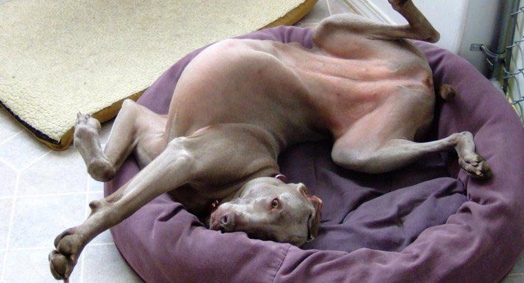 Köpekler Neden Yatmadan Önce Yataklarını Sıyırıyorlar?