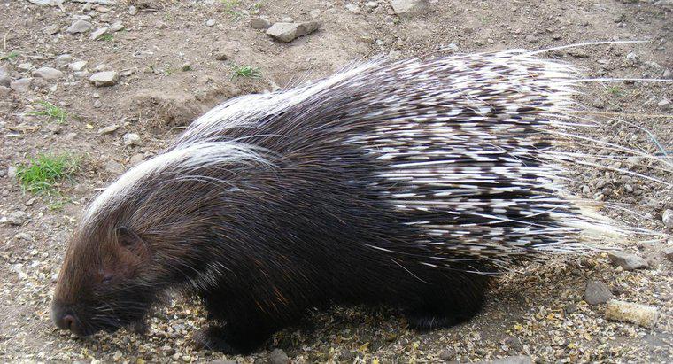 Porcupine Quills Geri Büyüyor mu?