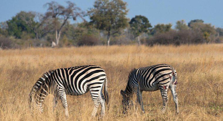 Afrika Zebra'nın Niş Nedir?