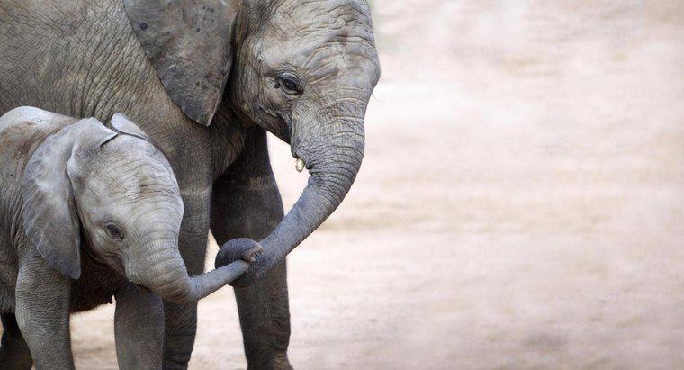 Bir bebek fil doğumda ne kadardır?
