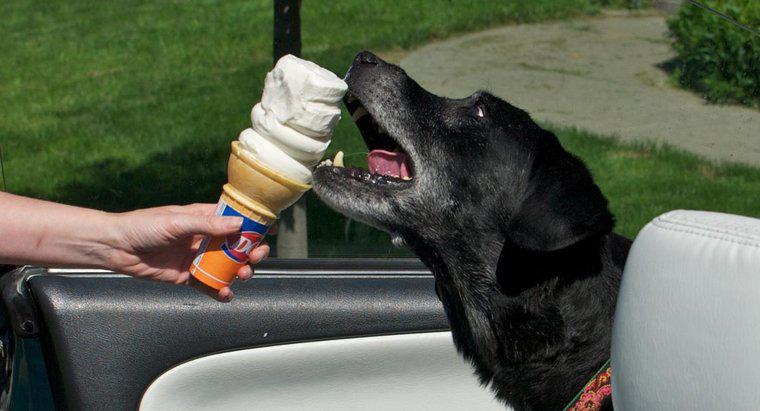 Köpekler Dondurma Yiyebilir mi?