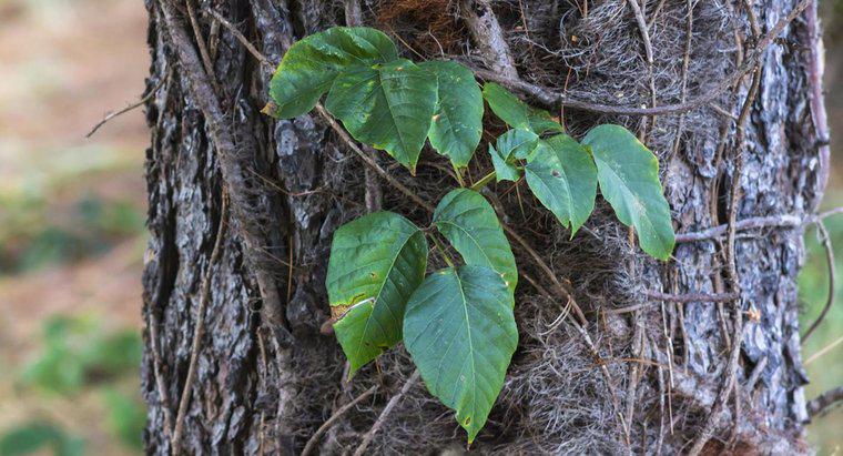 Poison Ivy için iyi bir ev çare nedir?