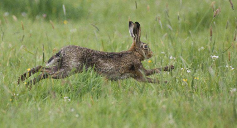 Bir Tavşanın Doğal Yırtıcıları Nedir?