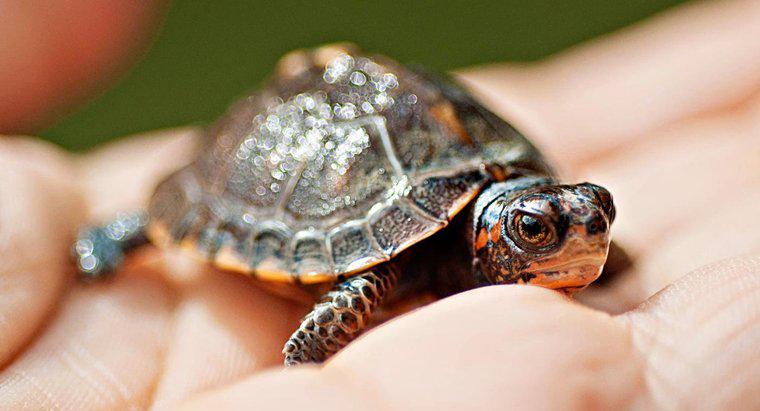 Bir Kaplumbağanın Sembolik Anlamı Nedir?