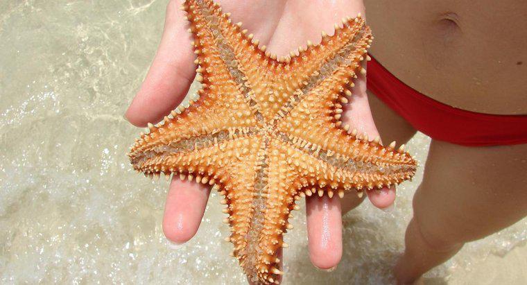 Deniz yıldızı nerede yaşıyor?
