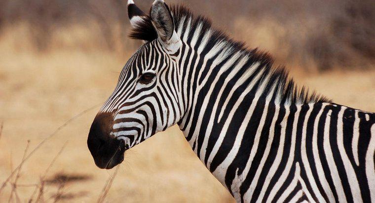 Kaç Zebra Türü Var?