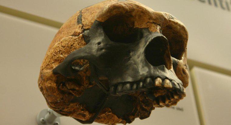 Homo Erectus ve Australopithecus Arasındaki Temel Farklılıklar Nelerdir?