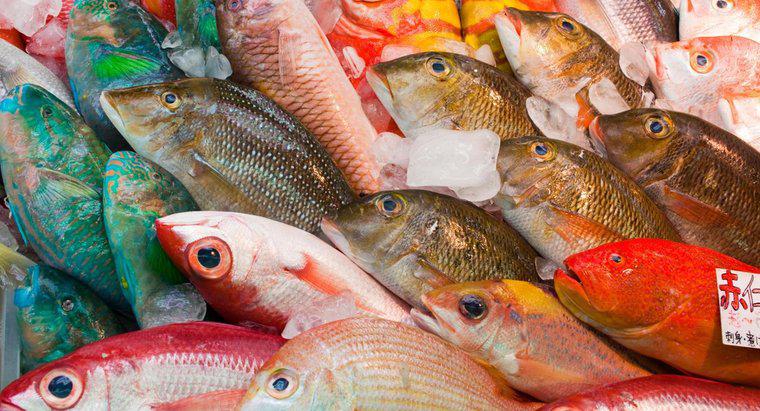 Dünyadaki En Yaygın Yenen Balık Nedir?