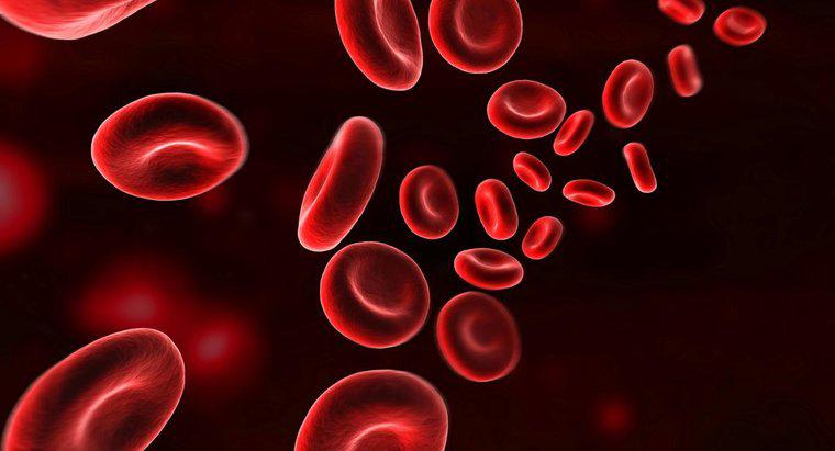 Hemoglobin Oksijen Nasıl Taşır?