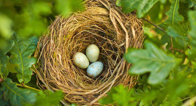 Hangi Kuş En Küçük Yumurtayı Yatırır?