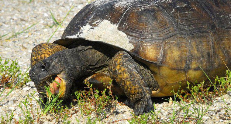 Bir Kaplumbağa Yiyeceksiz Ne Kadar Yaşayabilir?
