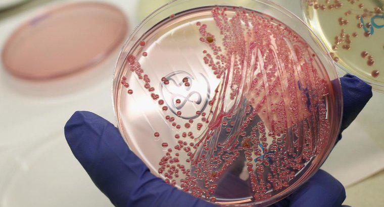 Eubacteria Enerji Nasıl Elde Ediyor?