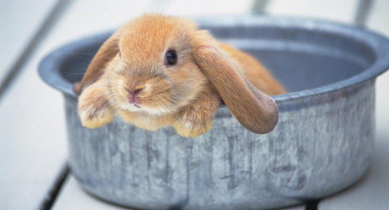 Bir Tavşana Banyo Verebilir misiniz?